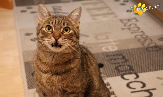 Katze Pitry (Foto by Tiereck.at - Lavanttaler Tierhilfe)