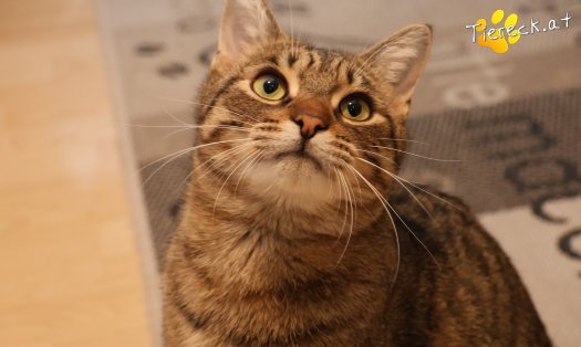 Katze Pitry (Foto by Tiereck.at - Lavanttaler Tierhilfe)