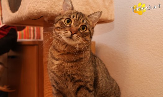 Katze Pitry (Foto by Tiereck.at - Lavanttaler Tierhilfe)