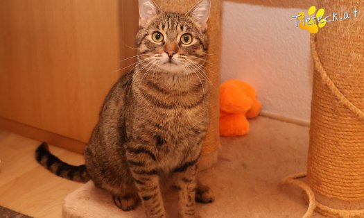 Katze Pitry (Foto by Tiereck.at - Lavanttaler Tierhilfe)