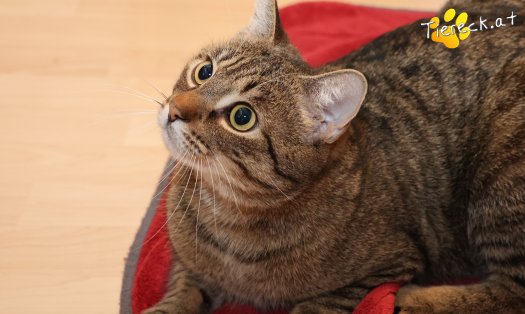 Katze Pitry (Foto by Tiereck.at - Lavanttaler Tierhilfe)