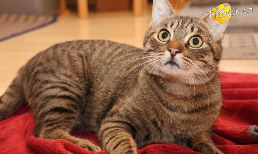Katze Pitry (Foto by Tiereck.at - Lavanttaler Tierhilfe)