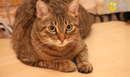 Katze Pitry (Foto by Tiereck.at - Lavanttaler Tierhilfe)