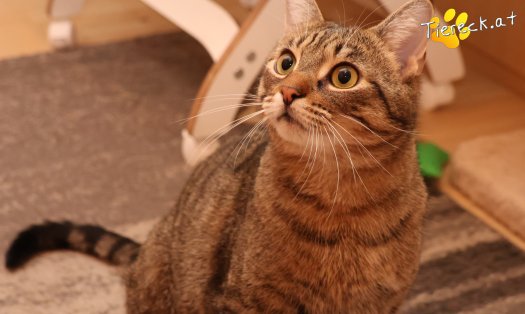 Katze Pitry (Foto by Tiereck.at - Lavanttaler Tierhilfe)