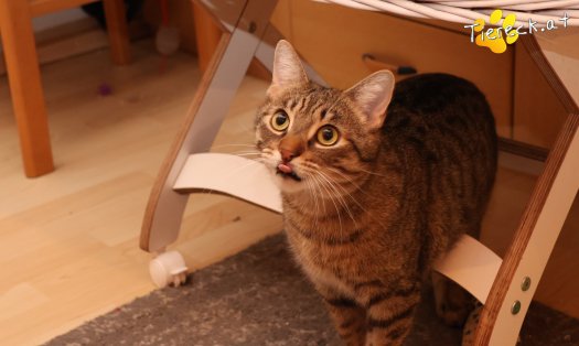 Katze Pitry (Foto by Tiereck.at - Lavanttaler Tierhilfe)