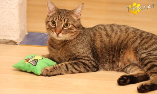 Katze Pitry (Foto by Tiereck.at - Lavanttaler Tierhilfe)