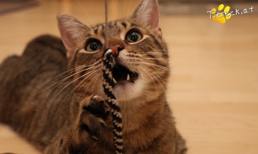 Katze Pitry (Foto by Tiereck.at - Lavanttaler Tierhilfe)