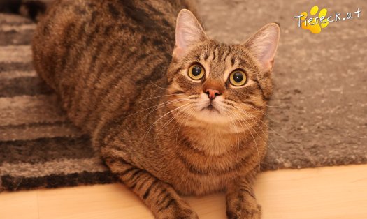 Katze Pitry (Foto by Tiereck.at - Lavanttaler Tierhilfe)