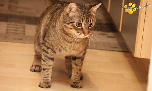 Katze Pitry (Foto by Tiereck.at - Lavanttaler Tierhilfe)