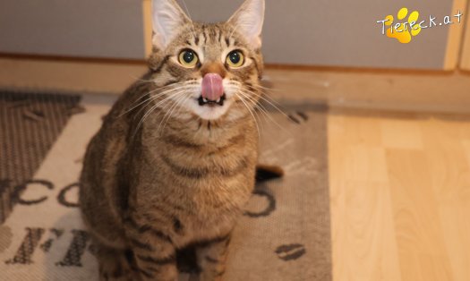 Katze Pitry (Foto by Tiereck.at - Lavanttaler Tierhilfe)