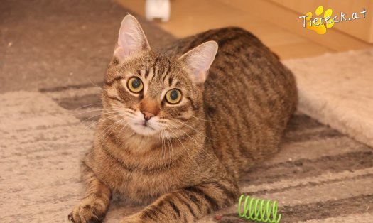 Katze Pitry (Foto by Tiereck.at - Lavanttaler Tierhilfe)