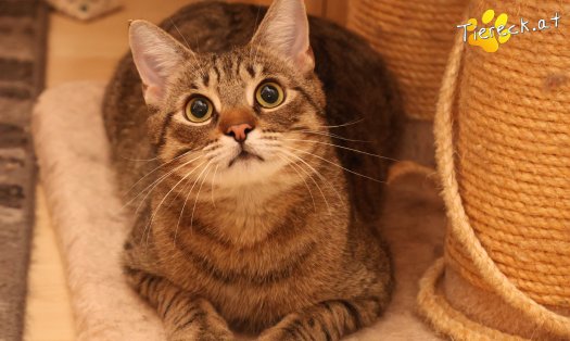 Katze Pitry (Foto by Tiereck.at - Lavanttaler Tierhilfe)