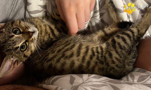 Katze Julie (Foto by Tiereck.at - Lavanttaler Tierhilfe)