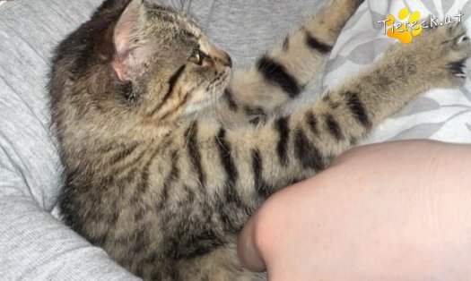 Katze Julie (Foto by Tiereck.at - Lavanttaler Tierhilfe)