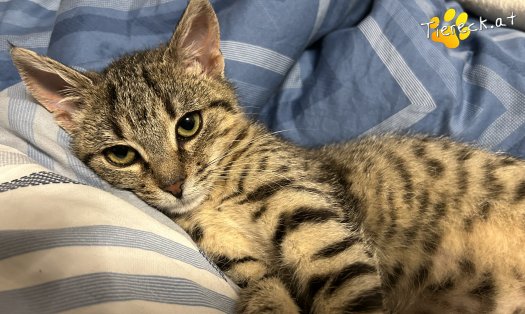 Katze Julie (Foto by Tiereck.at - Lavanttaler Tierhilfe)