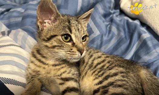 Katze Julie (Foto by Tiereck.at - Lavanttaler Tierhilfe)