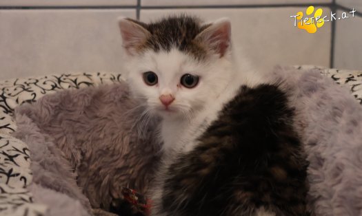 Katze Jesper (Foto by Tiereck.at - Lavanttaler Tierhilfe)