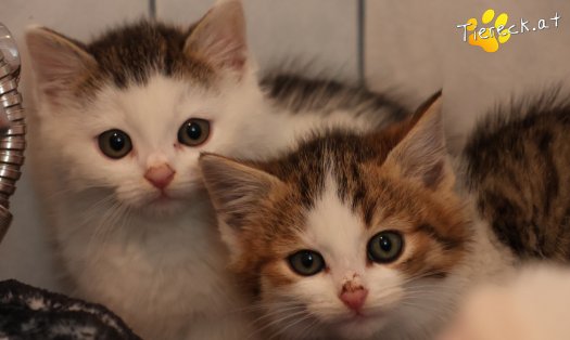 Katze Jesper (Foto by Tiereck.at - Lavanttaler Tierhilfe)