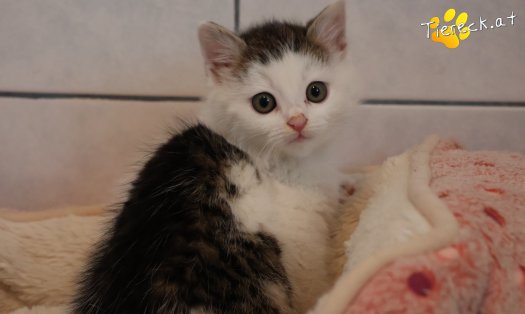 Katze Jesper (Foto by Tiereck.at - Lavanttaler Tierhilfe)