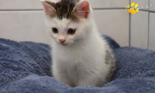 Katze Jesper (Foto by Tiereck.at - Lavanttaler Tierhilfe)