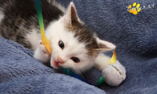 Katze Jesper (Foto by Tiereck.at - Lavanttaler Tierhilfe)