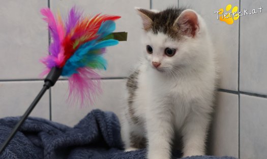 Katze Jesper (Foto by Tiereck.at - Lavanttaler Tierhilfe)