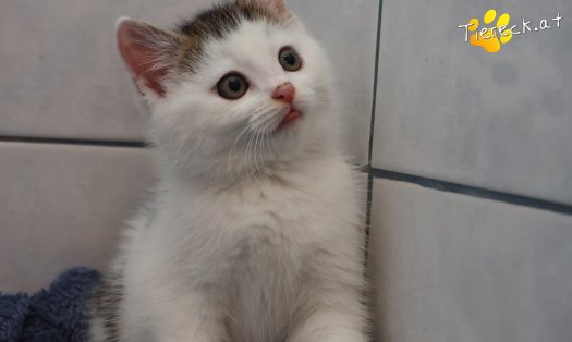 Katze Jesper (Foto by Tiereck.at - Lavanttaler Tierhilfe)