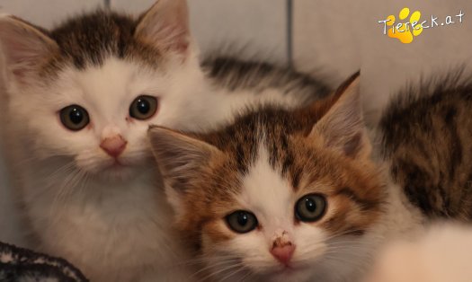 Katze Jordan (Foto by Tiereck.at - Lavanttaler Tierhilfe)