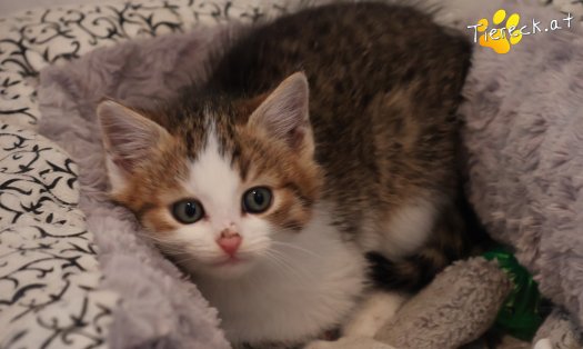 Katze Jordan (Foto by Tiereck.at - Lavanttaler Tierhilfe)