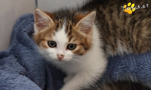 Katze Jordan (Foto by Tiereck.at - Lavanttaler Tierhilfe)