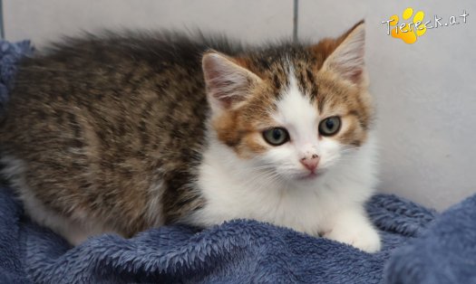 Katze Jordan (Foto by Tiereck.at - Lavanttaler Tierhilfe)