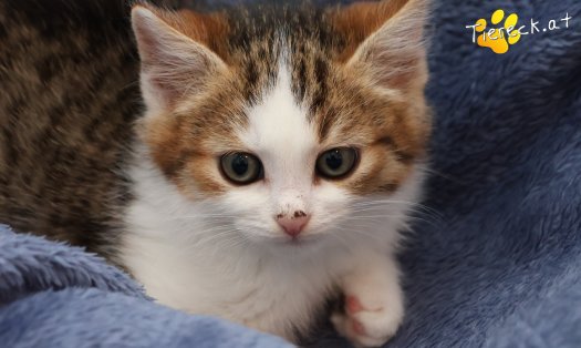 Katze Jordan (Foto by Tiereck.at - Lavanttaler Tierhilfe)