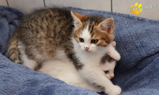 Katze Jordan (Foto by Tiereck.at - Lavanttaler Tierhilfe)