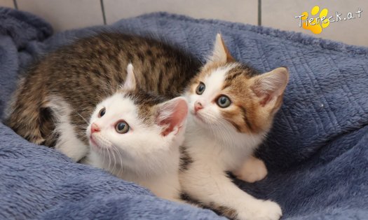 Katze Jordan (Foto by Tiereck.at - Lavanttaler Tierhilfe)