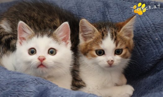 Katze Jordan (Foto by Tiereck.at - Lavanttaler Tierhilfe)