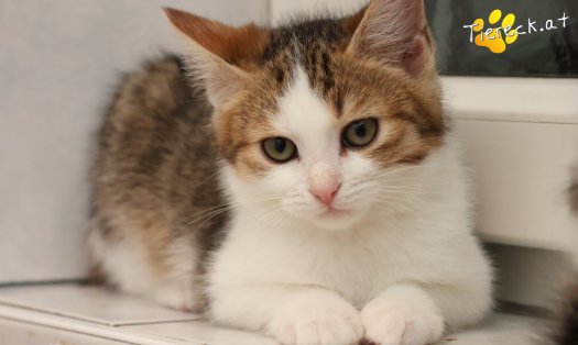 Katze Jordan (Foto by Tiereck.at - Lavanttaler Tierhilfe)