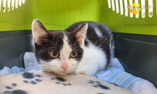 Katze Riffli (Foto by Tiereck.at - Lavanttaler Tierhilfe)