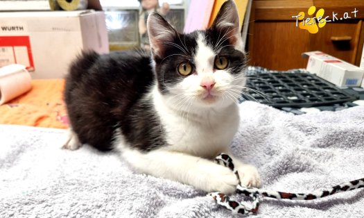 Katze Riffli (Foto by Tiereck.at - Lavanttaler Tierhilfe)