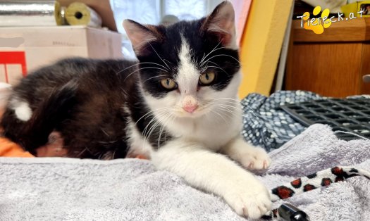 Katze Riffli (Foto by Tiereck.at - Lavanttaler Tierhilfe)