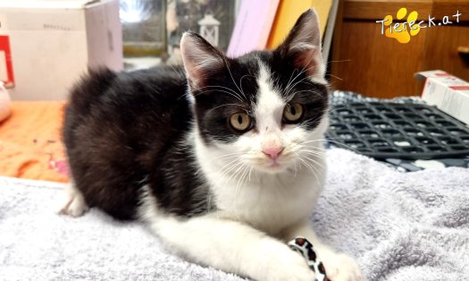 Katze Riffli (Foto by Tiereck.at - Lavanttaler Tierhilfe)