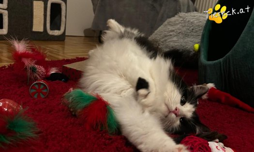 Katze Balu (Foto by Tiereck.at - Lavanttaler Tierhilfe)