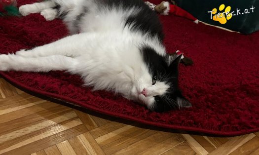 Katze Balu (Foto by Tiereck.at - Lavanttaler Tierhilfe)