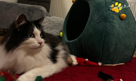 Katze Balu (Foto by Tiereck.at - Lavanttaler Tierhilfe)