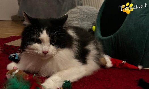 Katze Balu (Foto by Tiereck.at - Lavanttaler Tierhilfe)