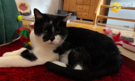 Katze Rocky (Foto by Tiereck.at - Lavanttaler Tierhilfe)