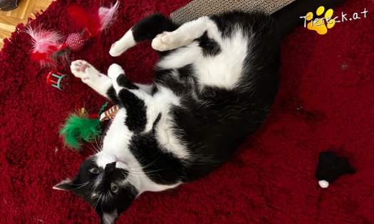 Katze Rocky (Foto by Tiereck.at - Lavanttaler Tierhilfe)