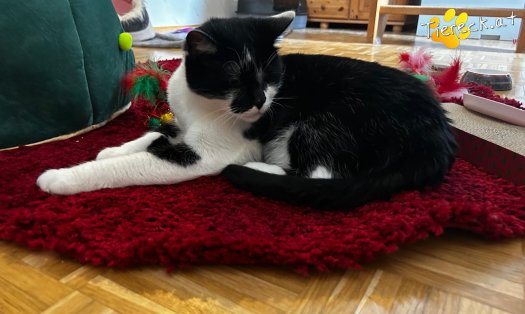 Katze Rocky (Foto by Tiereck.at - Lavanttaler Tierhilfe)