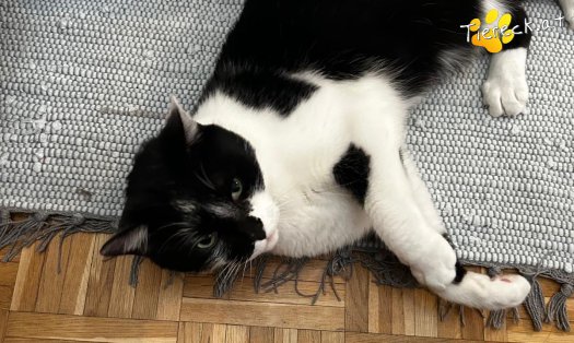 Katze Rocky (Foto by Tiereck.at - Lavanttaler Tierhilfe)