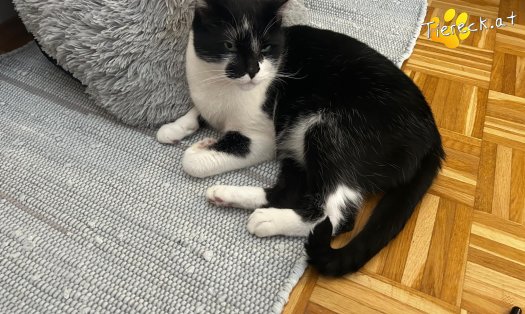 Katze Rocky (Foto by Tiereck.at - Lavanttaler Tierhilfe)