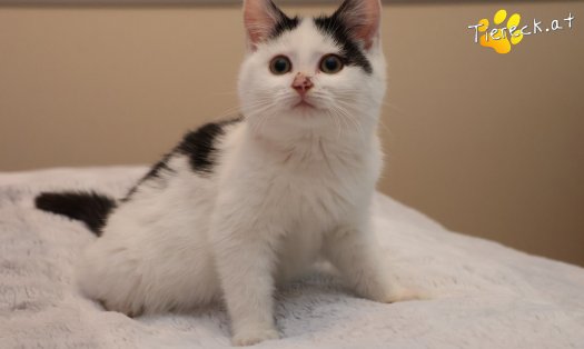 Katze Ella (Foto by Tiereck.at - Lavanttaler Tierhilfe)